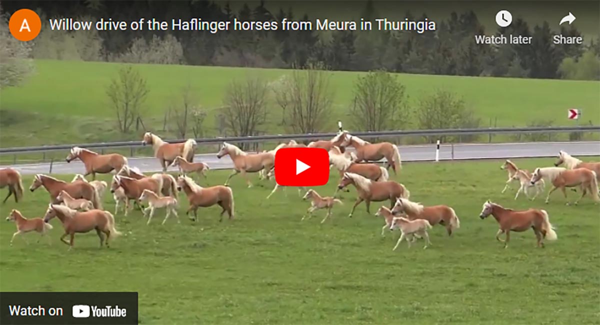 Willow drive of the Haflinger horses from Meura in Thuringia