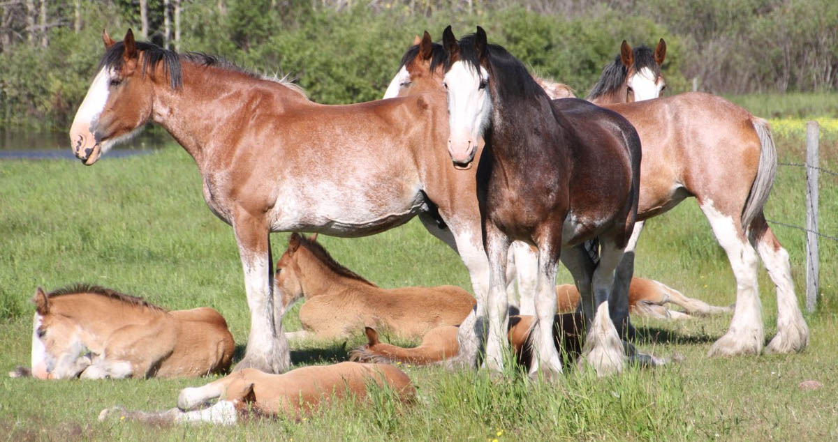 Willow Way Clydesdales, Alberta, Canada