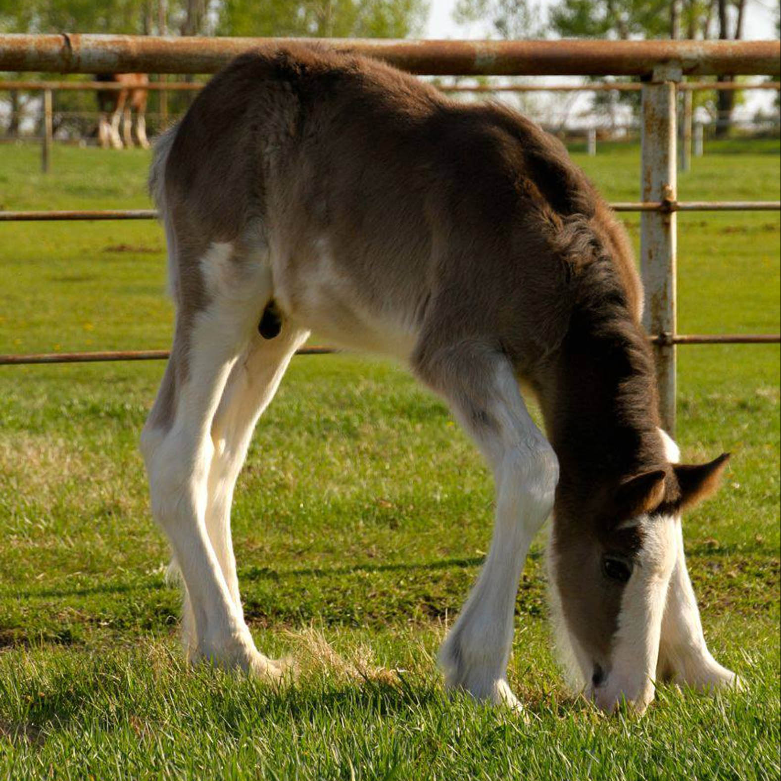 Willow Way Clydesdales