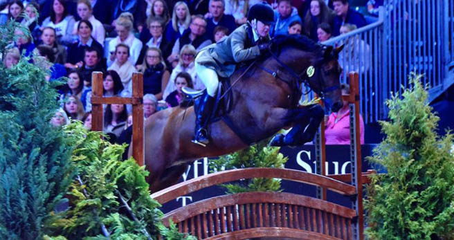 19 Year Old New Forest pony wins Working Hunter Championship on twelfth attempt