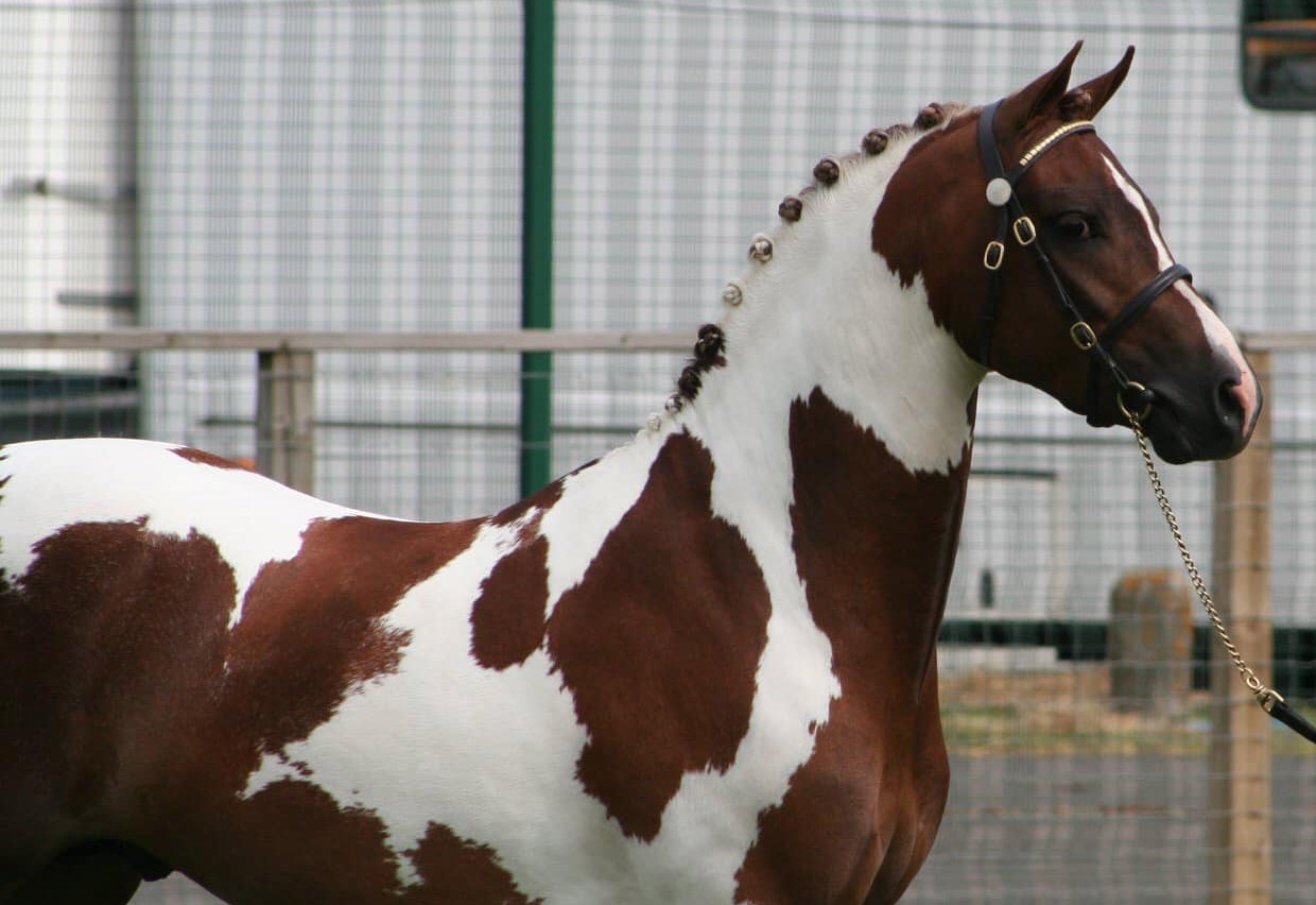 Woodburys Harlequin - 12.2hh Colored Pony Stallion