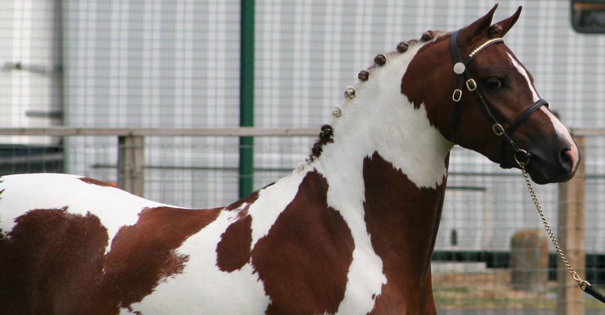 Woodburys Harlequin - 12.2hh Colored Pony Stallion