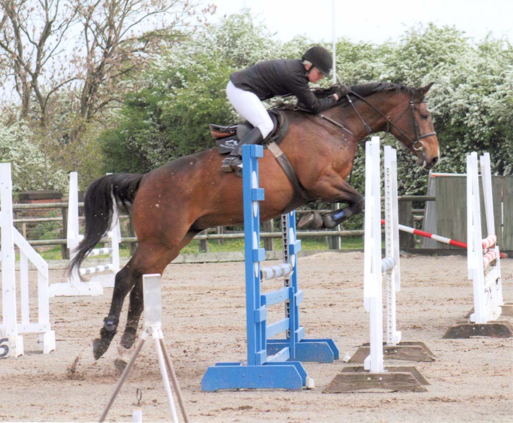 Novice Showjumper - Arturo`s Whisker