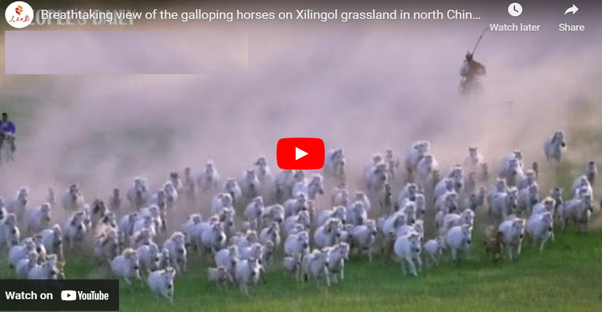 Xilingol Horses - Breath-taking view of the galloping horses on Xilingol grassland in north China`s Inner Mongolia