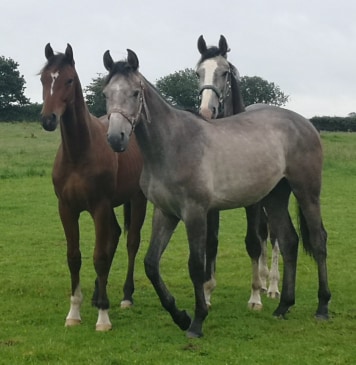 Yearlings For Sale UK