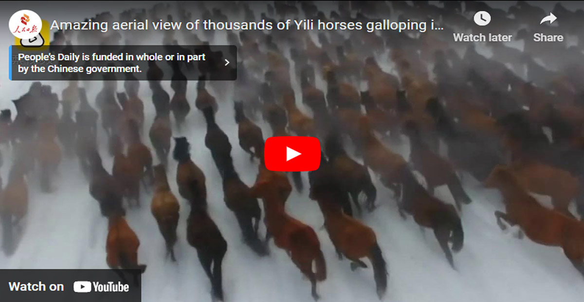 Yili Horses - Amazing aerial view of thousands of Yili horses galloping in snow
