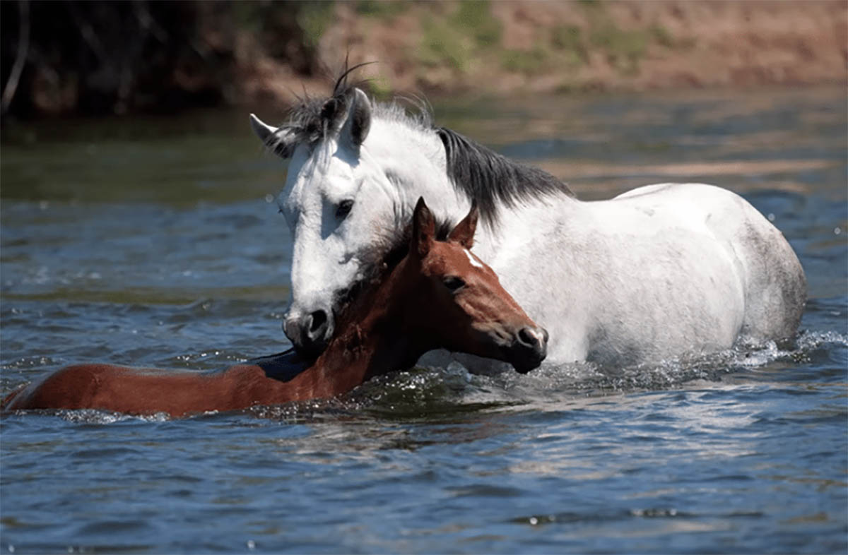 Young Filly Swept Away By A River...Brave Stallion Went After Her