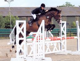 Young French Warmblood Stallion