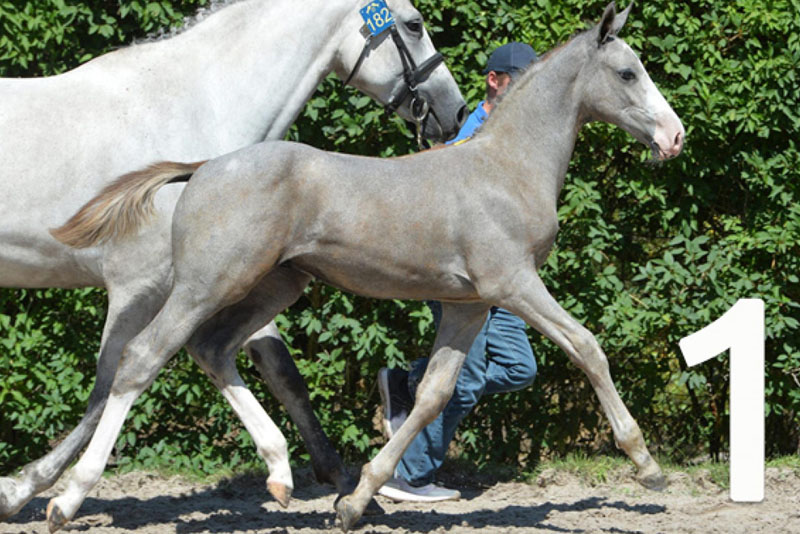 Zangersheide Stud - Sport Horse Breeder