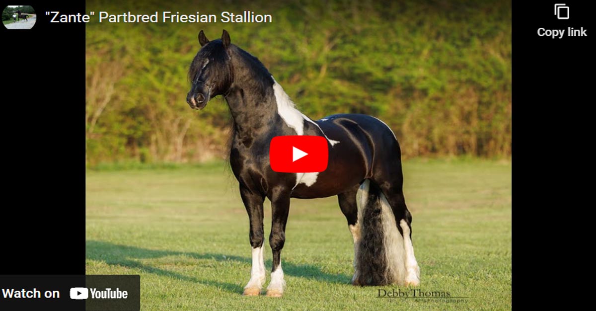 Zante - Partbred Friesian Stallion