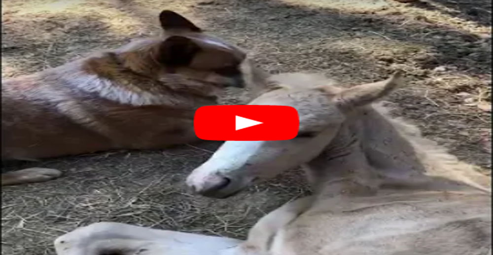Orphaned Foal Comforted By Rescue Dog After Sad Loss Of His Mother