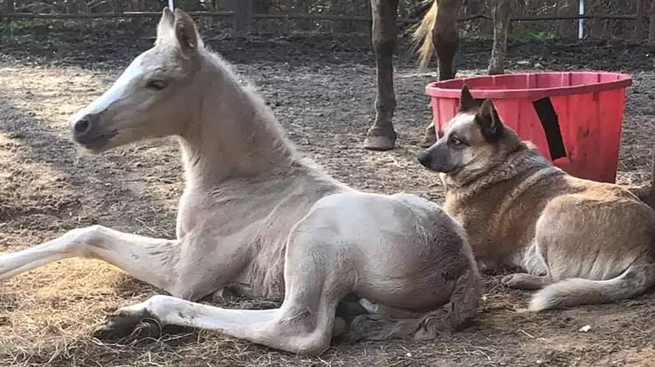 Orphaned Foal Comforted By Rescue Dog After Sad Loss Of His Mother