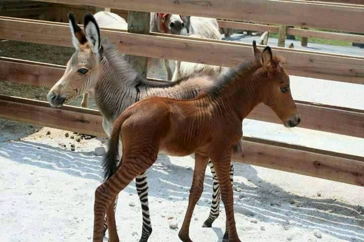 The Cutest Baby Equines on The Planet