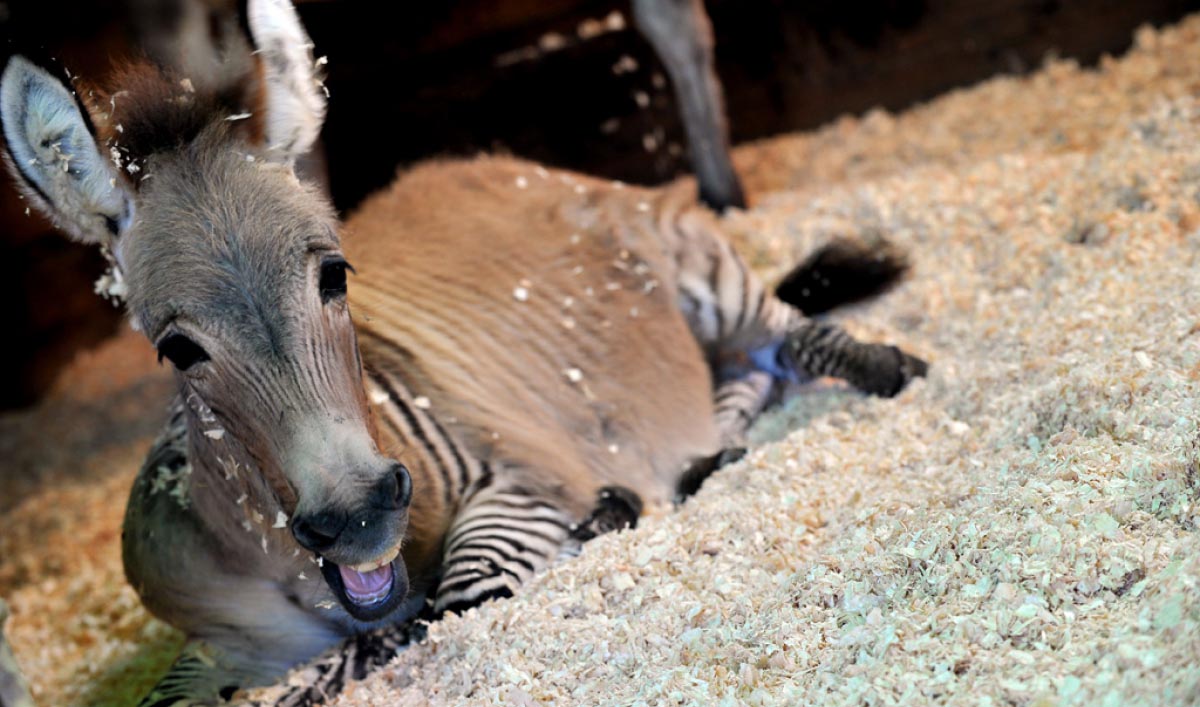 Zonkey - Crossbreed Equestrian