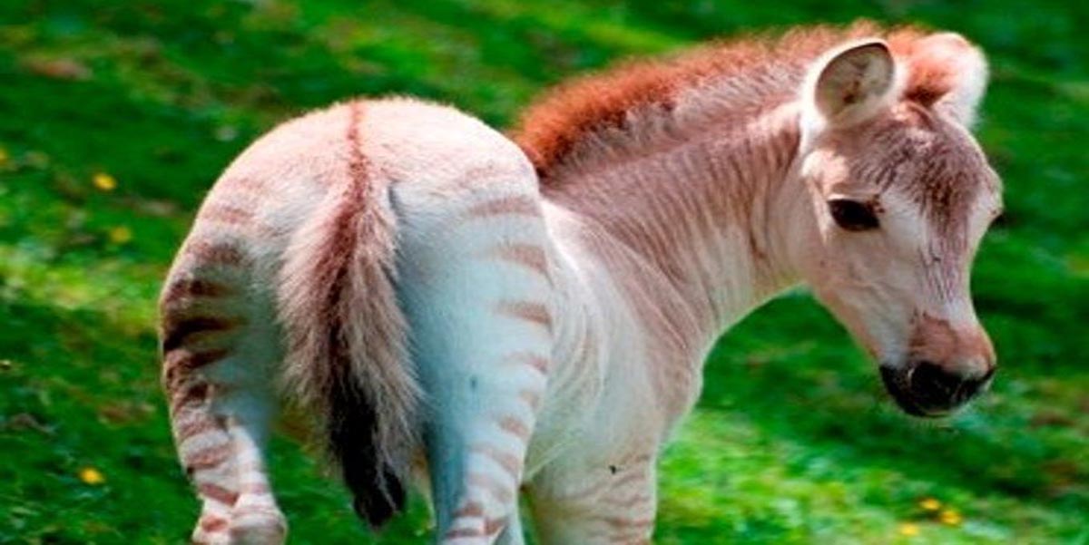Zorse Foal - The father is a Zebra and the mother is a Fjord