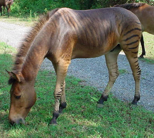 Zorse