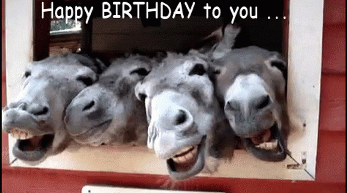 Wishing adoption donkey Hannah a very happy 22nd birthday