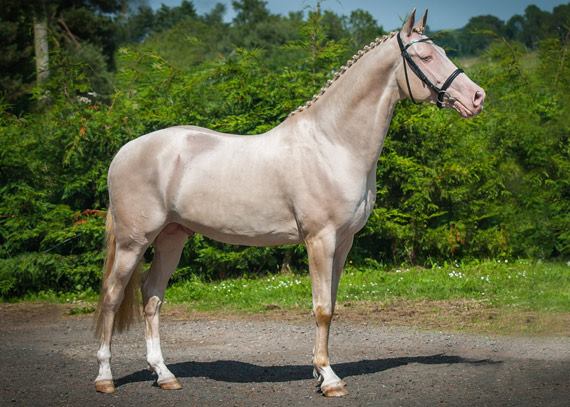 akhal-teke horses