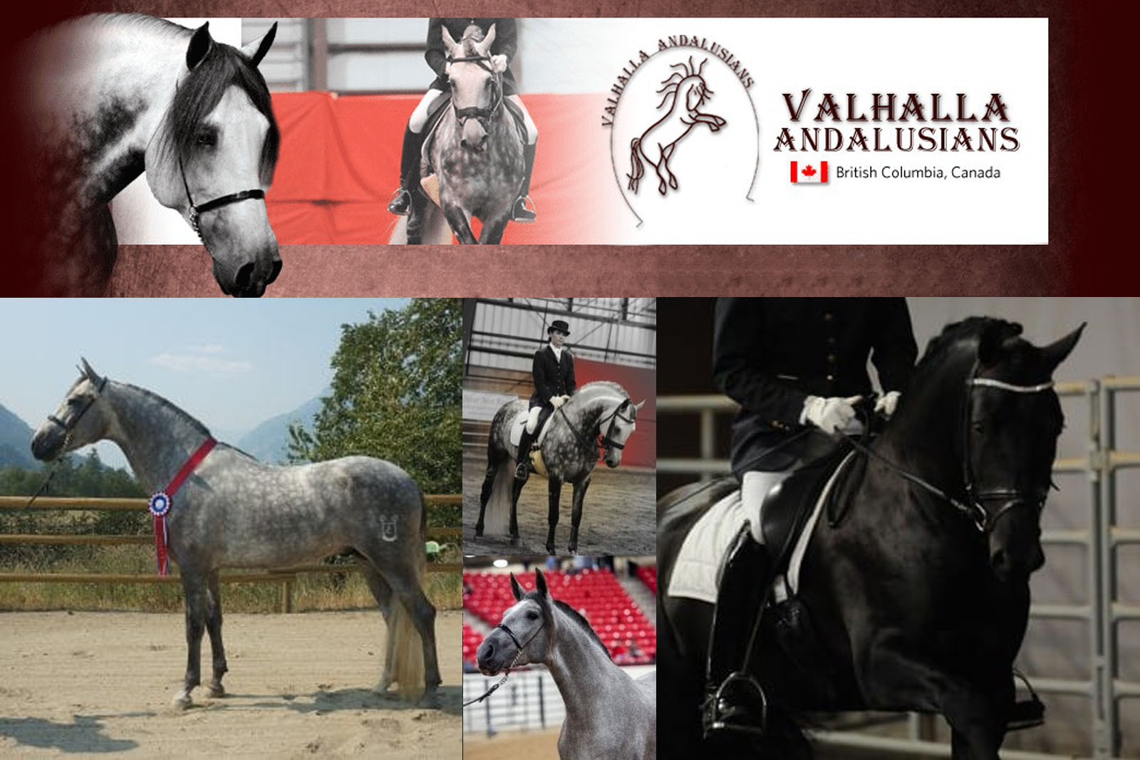 Valhalla Andalusians, British Columbia, Canada