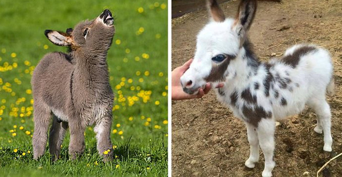 These Cute Baby Donkeys Are Beyond Adorable