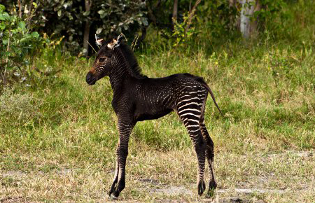 Black Zebra