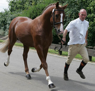 Bohemian Business at the stallion grading