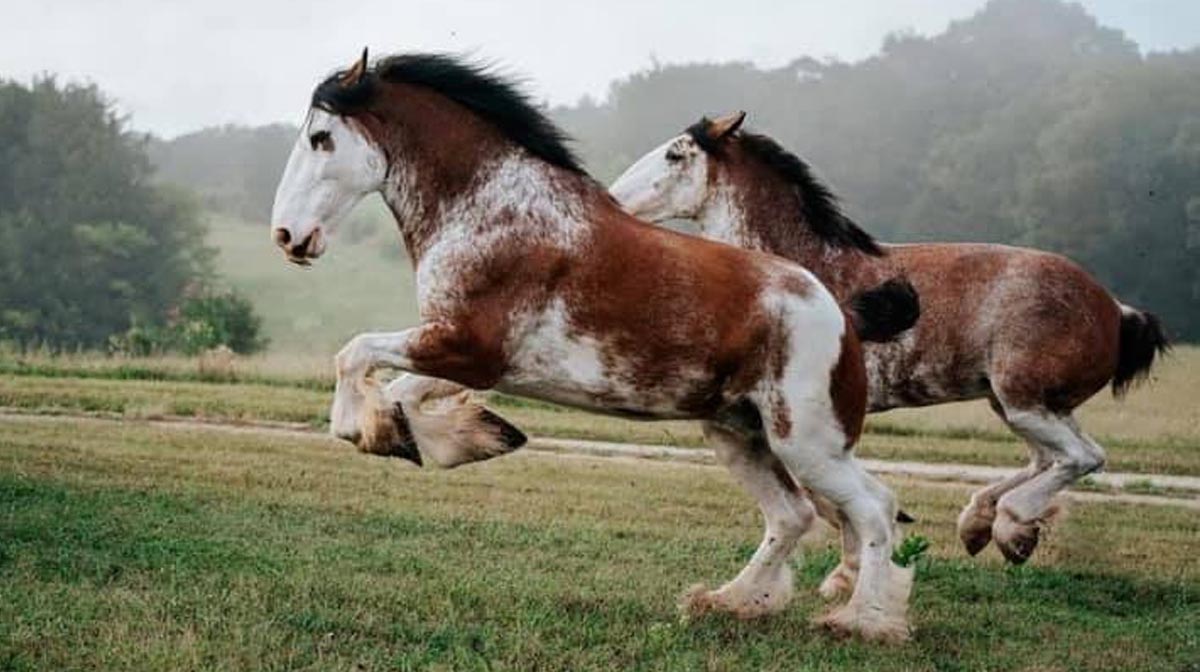 clydesdale horse for sale uk