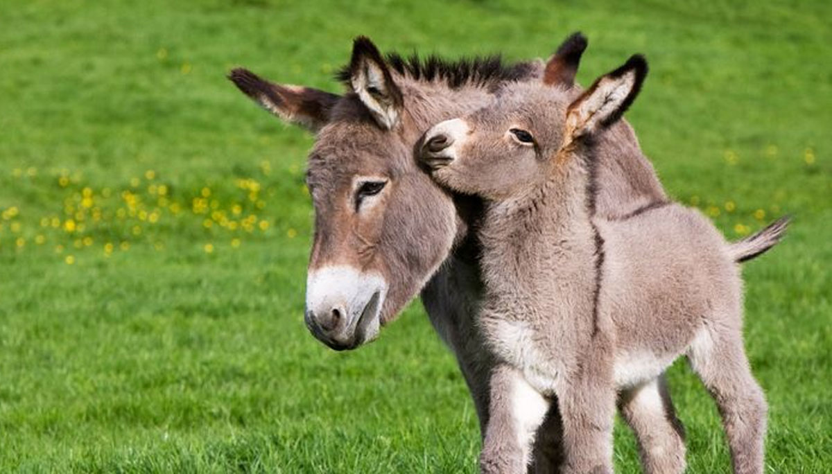 The Cutest Baby Equines on The Planet