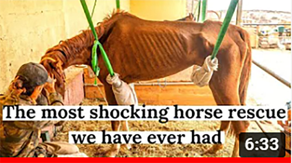 Dorys Story - Tenerife Horse Rescue