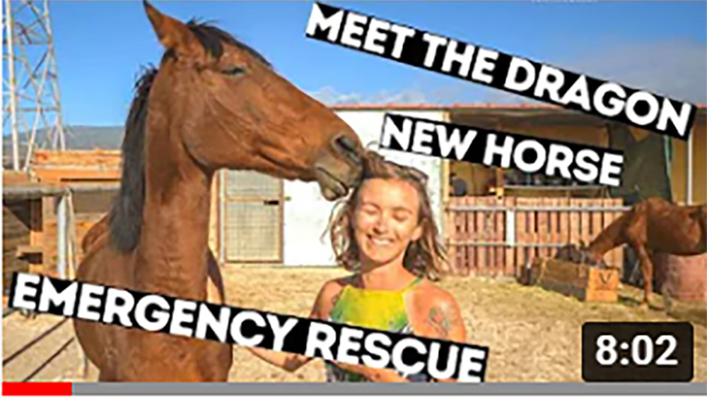 Tenerife Horse Rescue Dragons Story