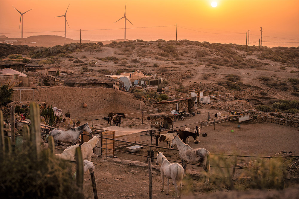 Tenerife Horse Rescue