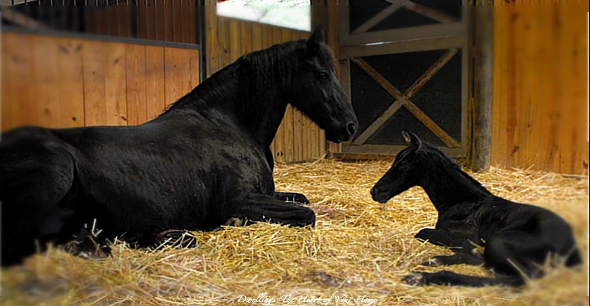 Touching first moments between a mare and her new born foal