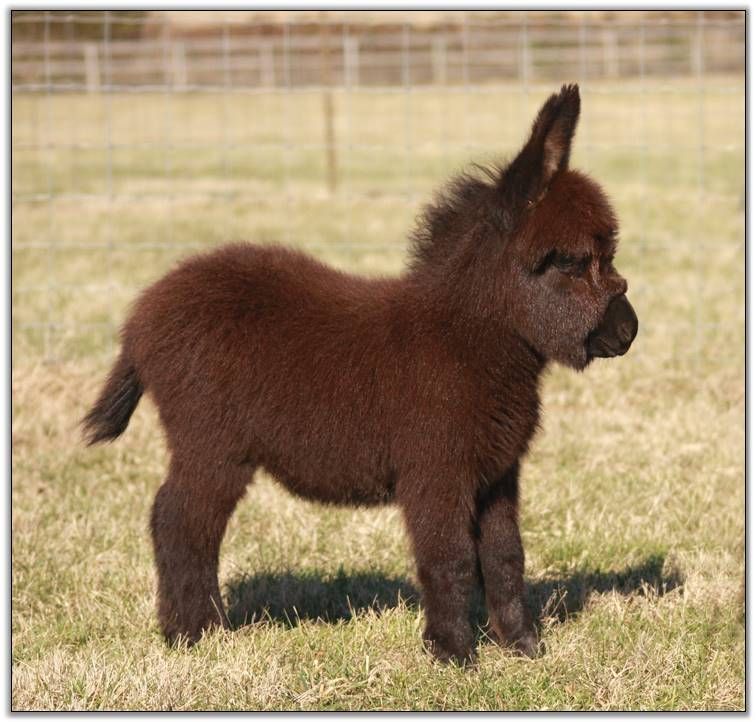Fluffy Mini Donkey