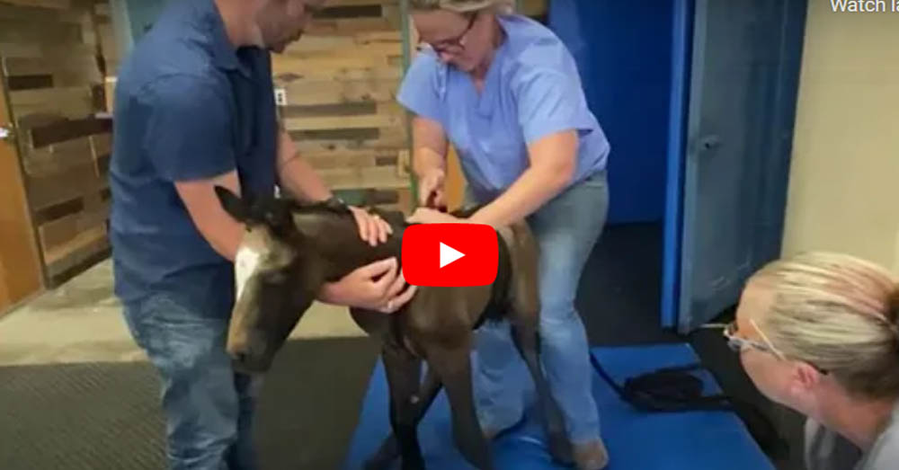 Baby Horse Who Couldn`t Stand Runs Around With His Mama Now