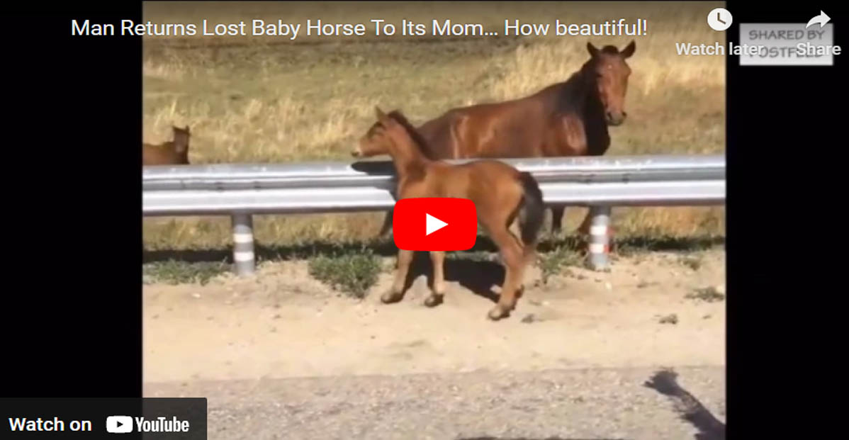 Brave Man Rescues The Little Foal Stuck In The Middle Of The Road