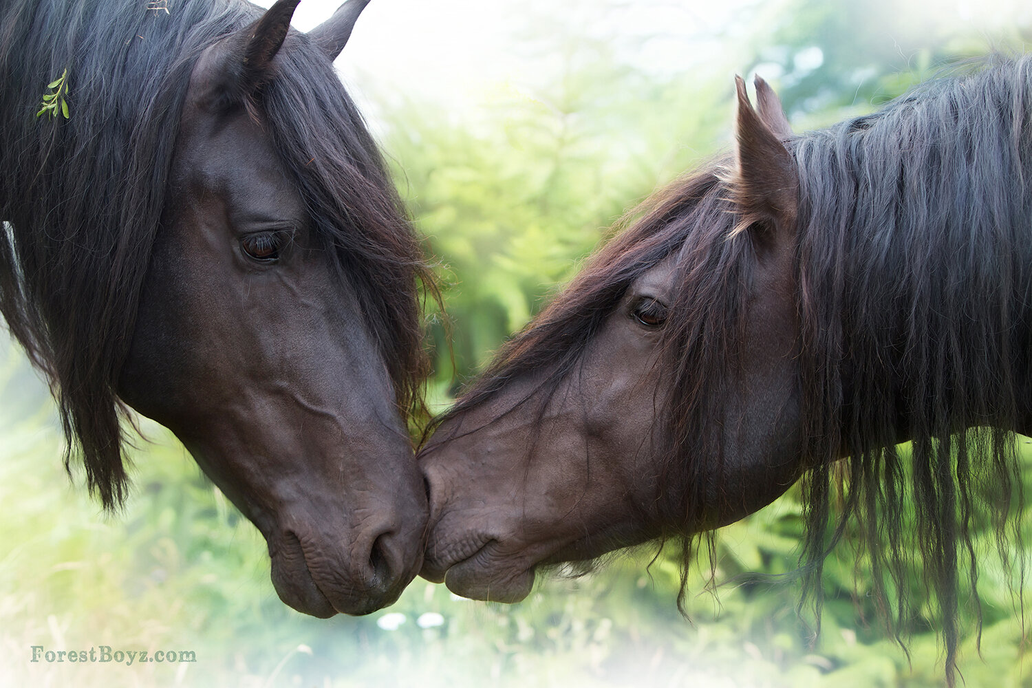 Friesians Duo Portrait