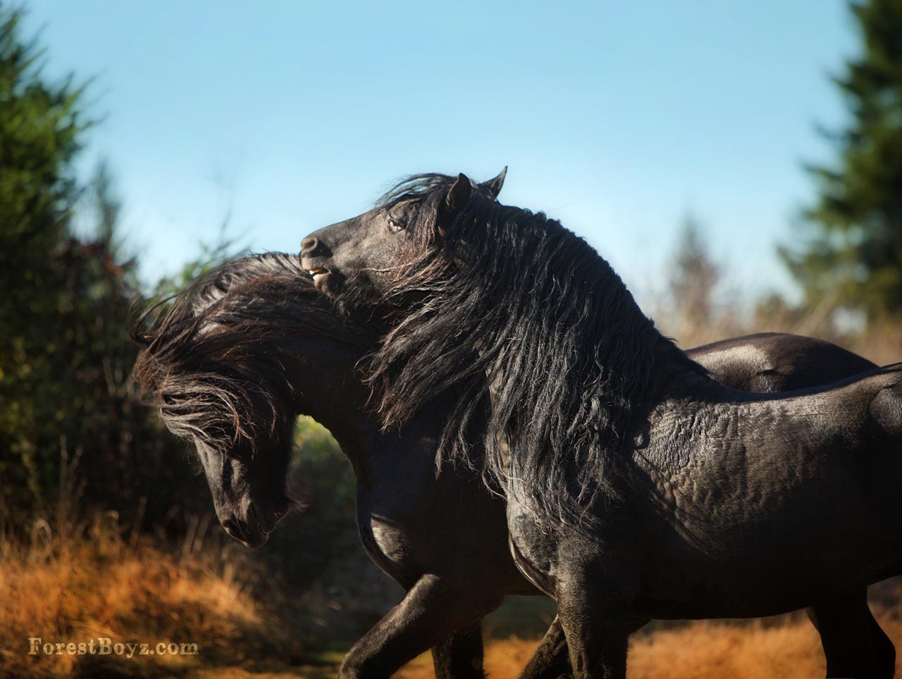 Friesians Stallions At Play