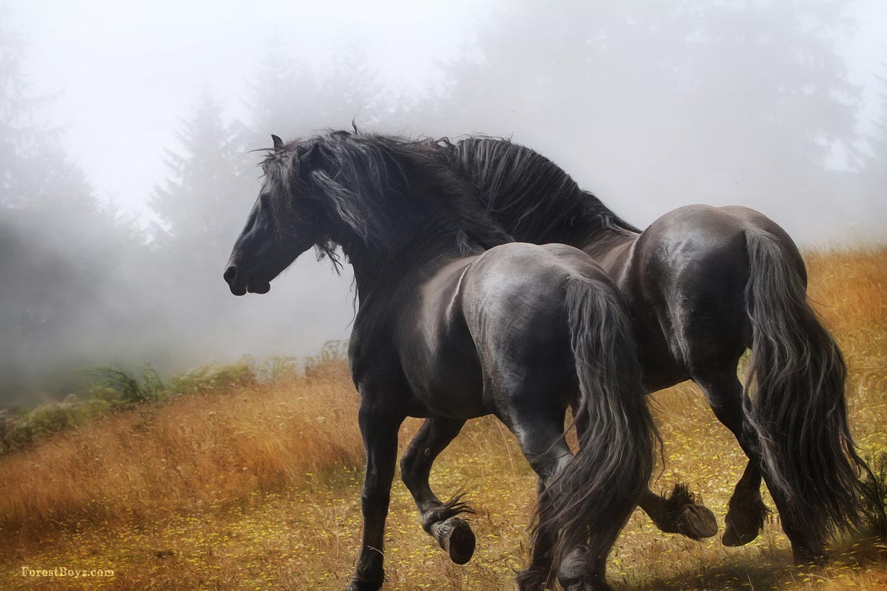 Friesians in the mist