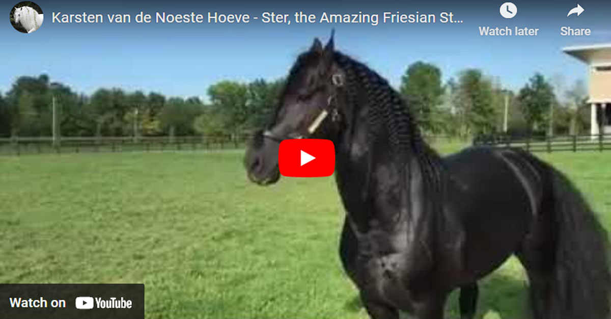 Karsten van de Noeste Hoeve - Ster, the Amazing Friesian Stallion