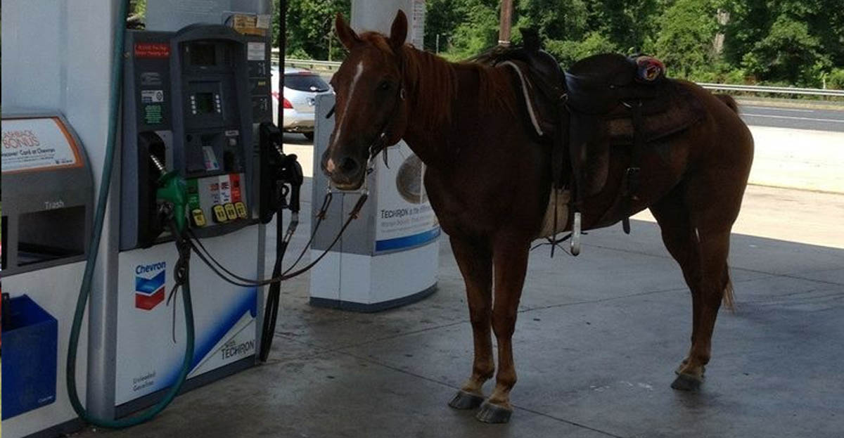 Fuel too expensive - This man goes to work on horseback