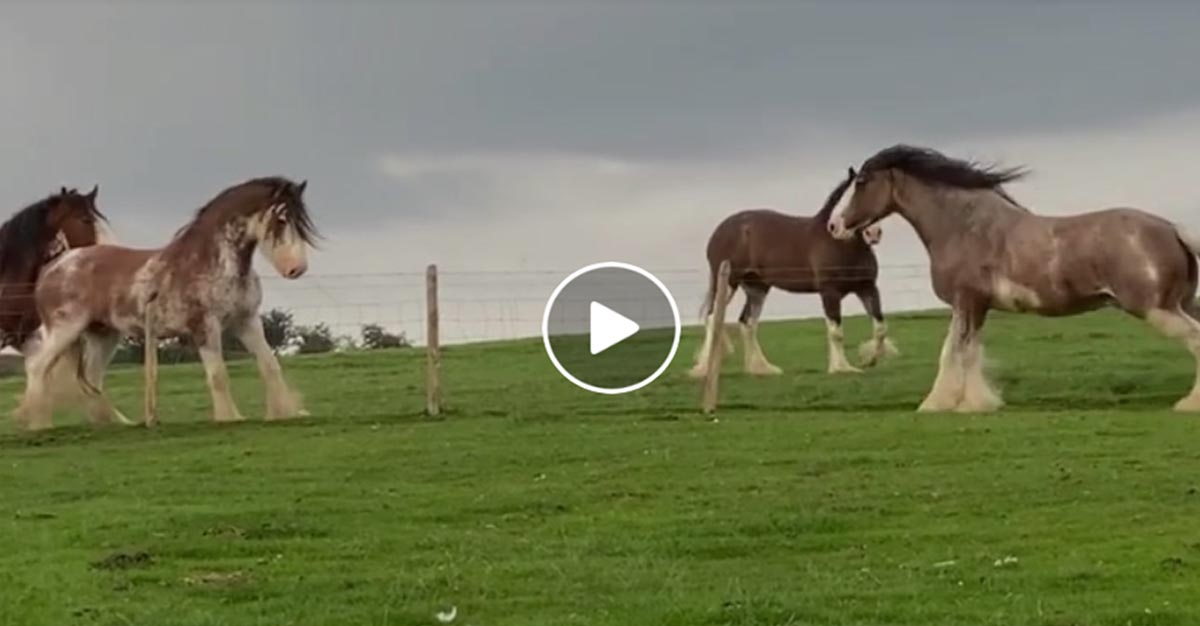 Someone woke up with the grump`s today @Blackstone Clydesdales