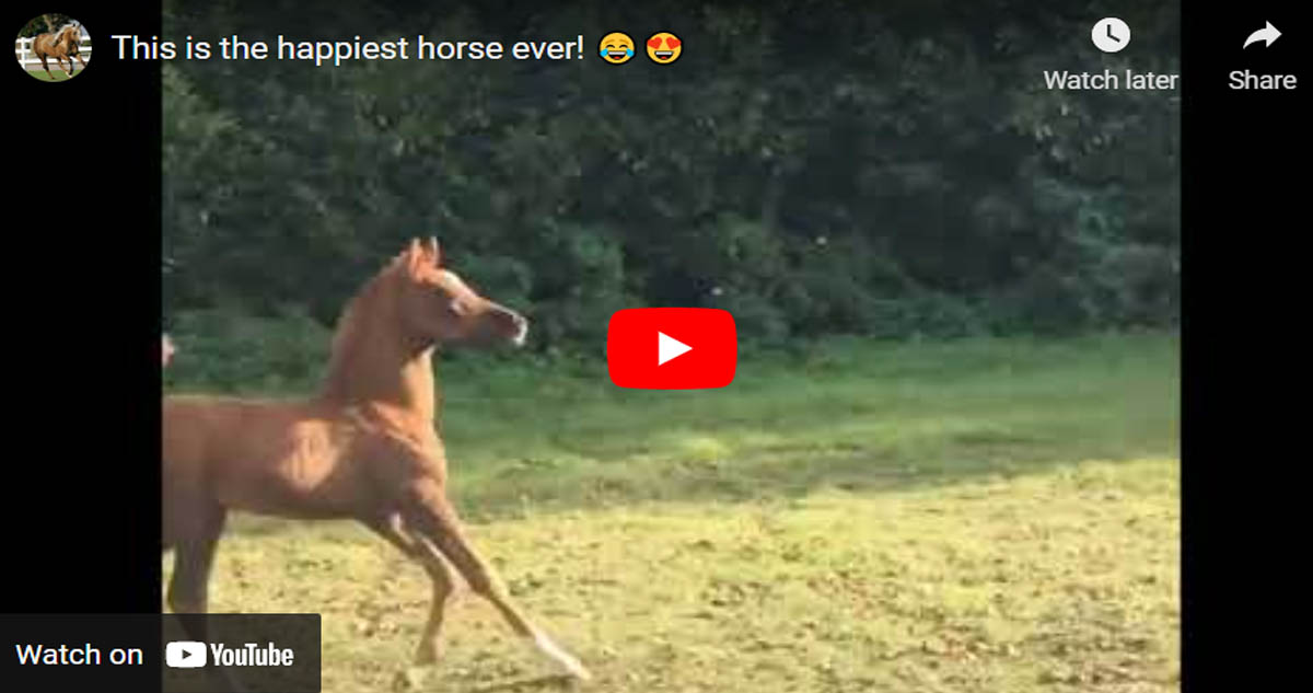 This is the happiest horse ever