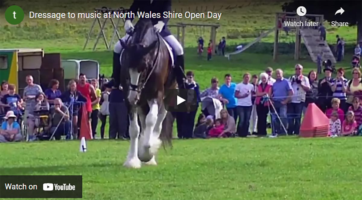 Heavy Horse Dressage - Dressage to music at North Wales Shire Open Day