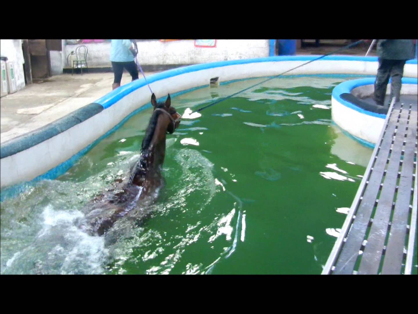 Rehabilitation Of The Injured Horse