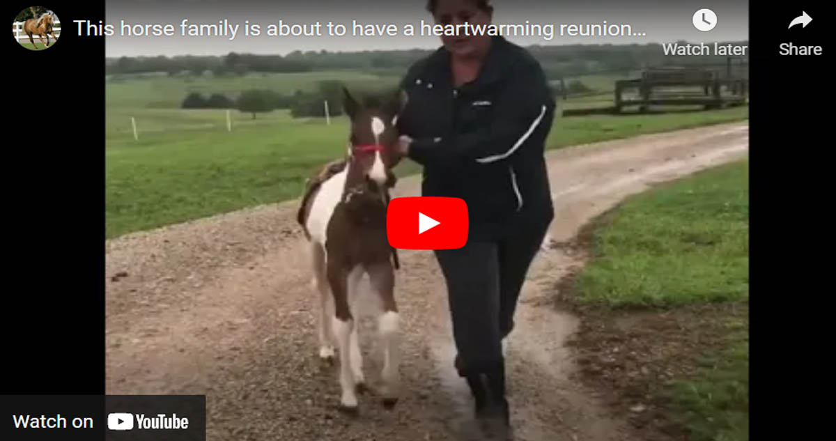 This horse family is about to have a heart-warming reunion