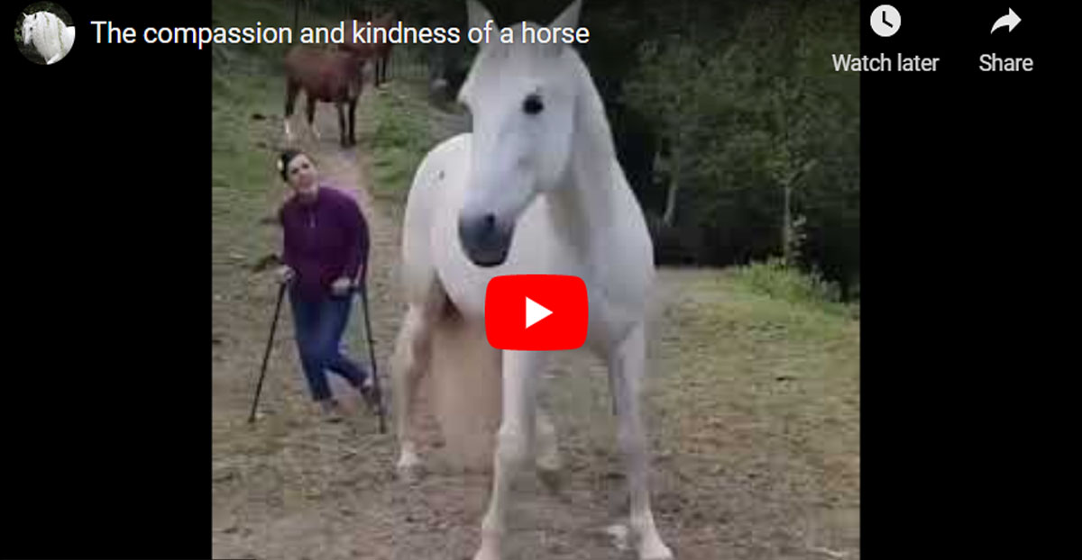 The compassion and kindness of a horse