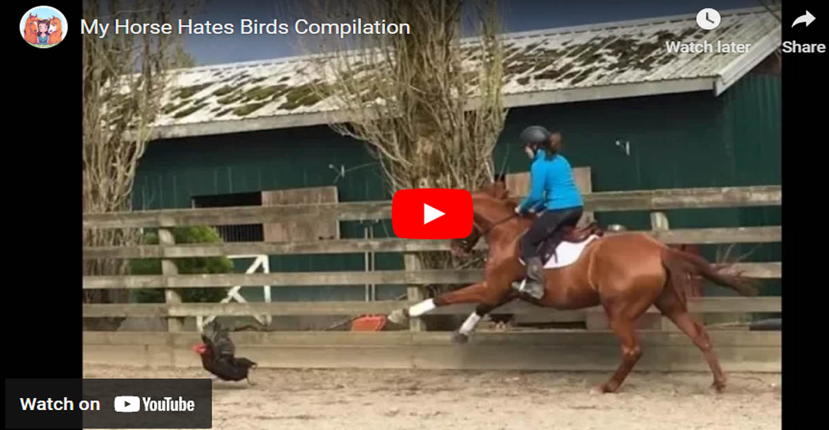 This Horse Really Is Not A Fan Of Birds
