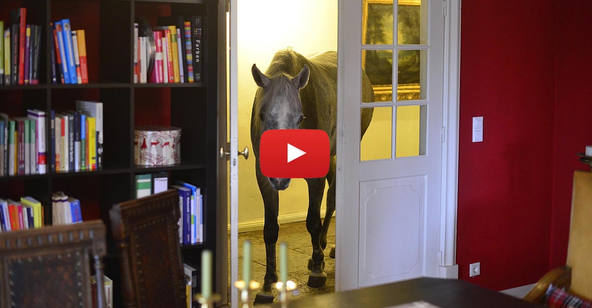Little girl is filled with laughter after her horse comes inside the house @jessica_goss