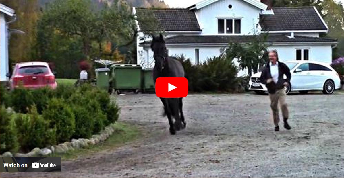 Man Invents His Own Method Of Loading His Horse Into The Trailer