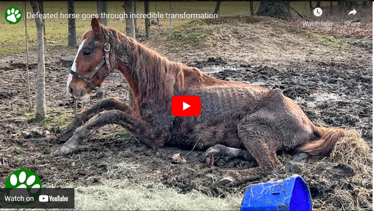Watch this defeated horse become the strong, beautiful animal he was always meant to be